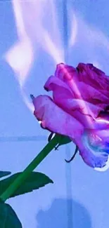 Flaming rose with pink petals engulfed in blue flames.