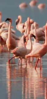 Flock of pink flamingos standing in water.