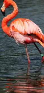 A vibrant pink flamingo gracefully stands in a tranquil lake, showcasing nature's beauty.