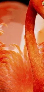 Vibrant flamingo with intricate orange feathers on a mobile wallpaper background.