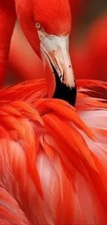 Vibrant flamingo mobile wallpaper featuring orange feathers.