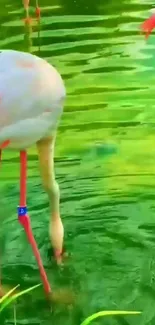 Flamingo standing in vibrant green water under bright sunlight.