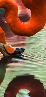 Vibrant orange flamingo reflecting in water.