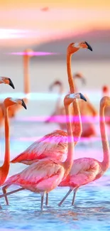 Flamingos wading in water during sunset with vibrant colors.