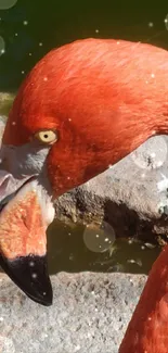 Close-up image of a vibrant coral flamingo against a natural background.