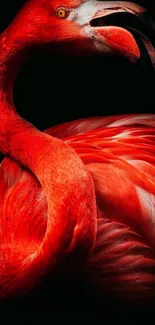 Vibrant red flamingo on a dark background wallpaper.