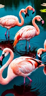 Pink flamingos standing in a tranquil, teal blue pond surrounded by greenery.