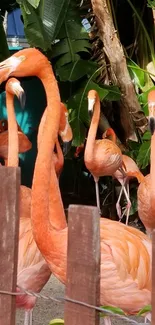 Flock of vibrant flamingos in lush tropical setting, behind a wooden fence.