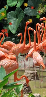 A vibrant group of pink flamingos in lush green surroundings.