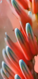 Close-up of a vibrant, red-orange floral abstract design.