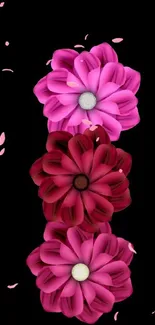 Vibrant pink and red flowers on black background mobile wallpaper.