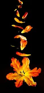 Vibrant orange petals cascading on black background wallpaper.