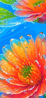 Vibrant orange flowers with dewdrops on a blue background, creating a vivid mobile wallpaper.