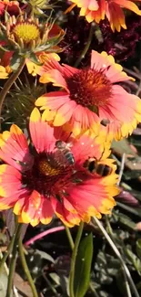 Vibrant pink and yellow flowers with bees in daylight.