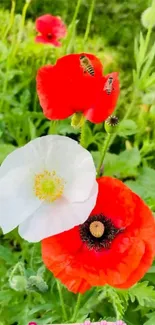 Red and white poppies with bees on green background mobile wallpaper.