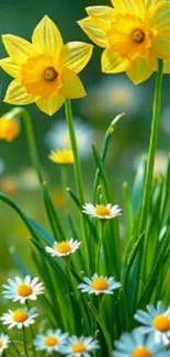 Yellow daffodils and daisies mobile wallpaper.