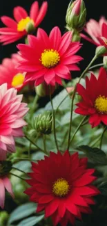 Vibrant pink and red flowers with lush green leaves on a mobile wallpaper.