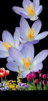 Colorful flowers on a black background, featuring lilies and tulips.