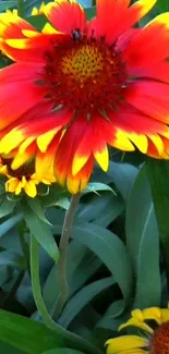 Vibrant red and yellow flower with lush green background.