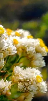 Close-up of white and yellow wildflowers in bloom against a blurred green background.