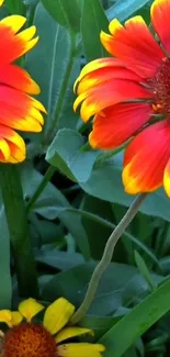 Vibrant red and yellow flowers with green leaves.