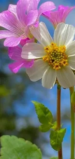 Vibrant pink and white flowers against a blue sky.