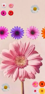 Mobile wallpaper with colorful Gerbera daisies on a pastel pink background.