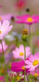 Vibrant pink and yellow blossoms in a field.