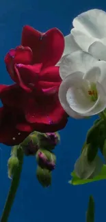 Red and white flowers on a deep blue background mobile wallpaper.