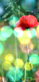 Artistic poppy with vibrant bokeh background.