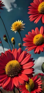 Vibrant red daisies with yellow centers against a blue sky.