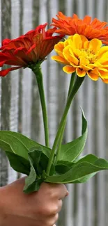 Hand holding vibrant zinnias with rustic background.