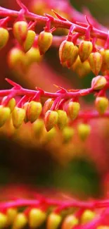 Close-up of vibrant floral branches with red and yellow hues.