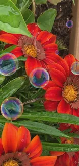 Vibrant flowers with floating bubbles wallpaper.