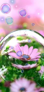 Pink daisy flowers inside a bubble with a soft, glowing background.