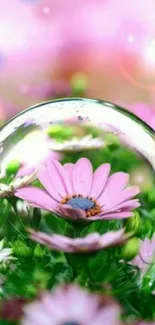 Close-up of a pink daisy in a glass bubble on a vibrant floral background.