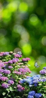 Vibrant hydrangea flowers with butterflies against a green backdrop.