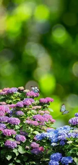 Colorful hydrangeas and butterflies in a vibrant garden scene.