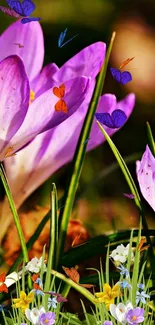 Purple crocus flowers with butterflies in vibrant color.