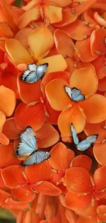 Vibrant orange flowers with blue butterflies mobile wallpaper.