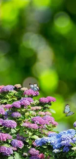 Colorful hydrangeas with butterflies in a green garden scene.