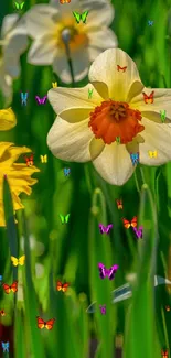 Colorful daffodils and butterflies on green grass wallpaper.