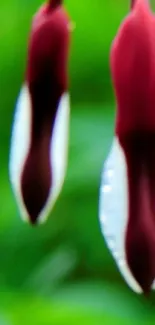 Close-up of vibrant floral petals with a green background.