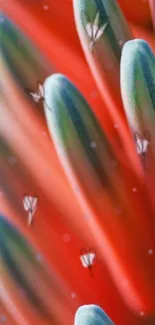 Close-up of vibrant red flower petals with artistic detail.