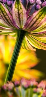 Close-up of vibrant flower with colorful petals and intricate details.