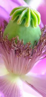 Close-up of vibrant pink and green flower on a mobile wallpaper.