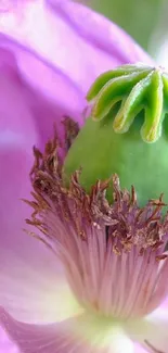 Close-up of a purple flower with vibrant green center.