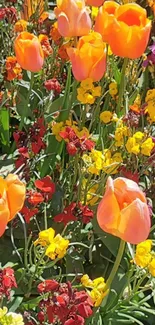 Orange tulips and colorful blossoms in a vibrant garden setting.