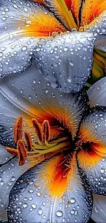 Close-up of vibrant flowers with dewdrops on petals.