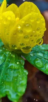 Yellow flower with dewdrops on green leaves in a natural setting.